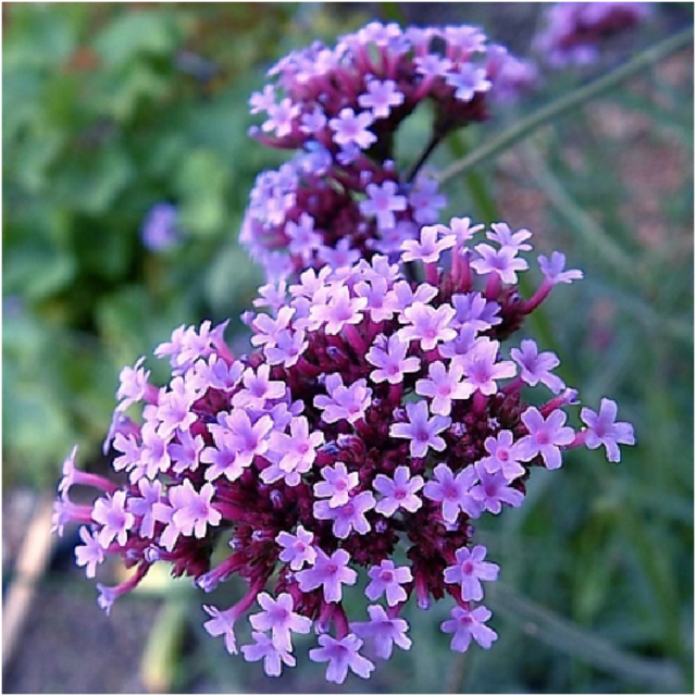 Вербена буэнос-айресская (бонарская) многолетняя: выращивание, фото