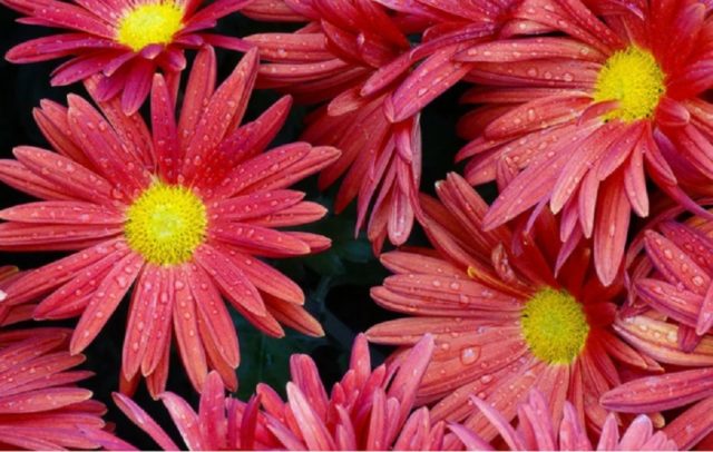 Ромашковые хризантемы: как называются, лучшие сорта, фото цветов