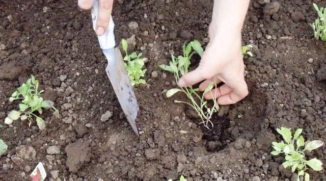 Сальпиглоссис: когда сеять, выращивание из семян, фото