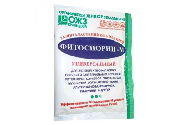 Черная пятнистость на розах: лечение, профилактика, фото, летом, осенью, весной