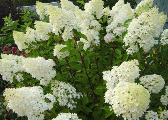 Гортензия Summer Snow (Саммер Сноу): описание, фото, отзывы