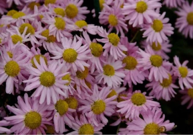 Ромашковые хризантемы: как называются, лучшие сорта, фото цветов