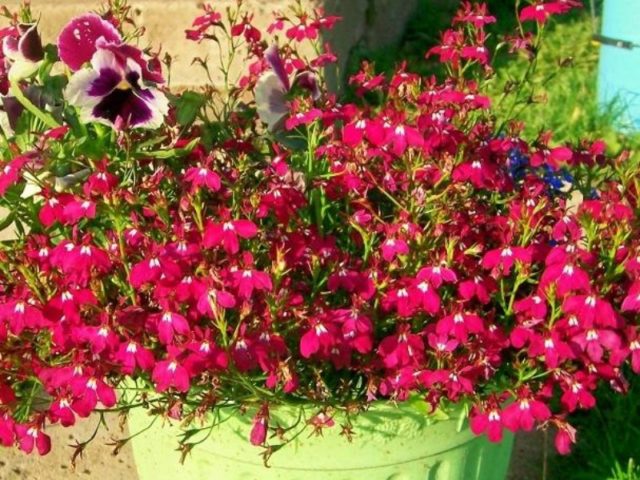 Лобелия длинночерешковая (эринус): описание, посадка и уход, фото