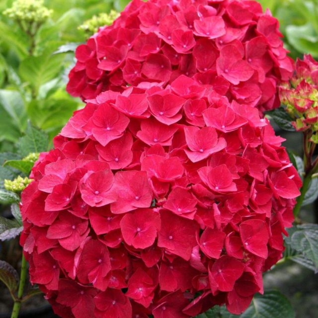 Гортензия крупнолистная Royal Red (Роял Ред)