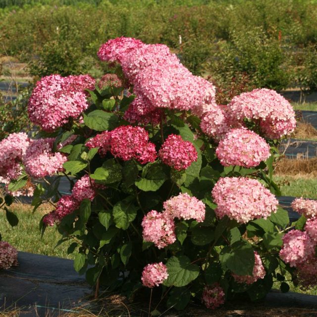 Гортензия Magical Pinkerbell (Мэджикал Пинкербелл): описание, фото