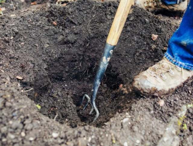 Роза канадская парковая Джон Дэвис (John Davis): фото и описание сорта