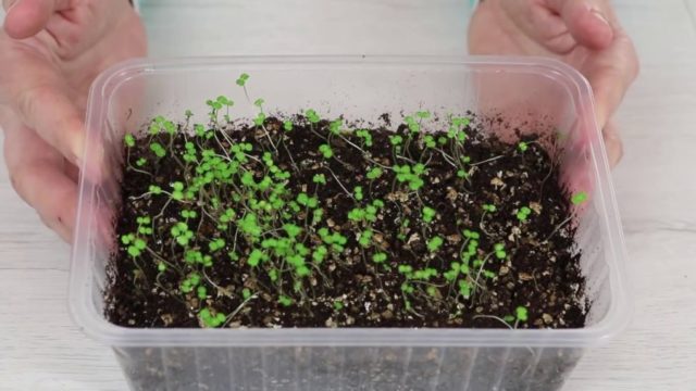 Кларкия изящная: выращивание из семян, фото цветов на клумбе