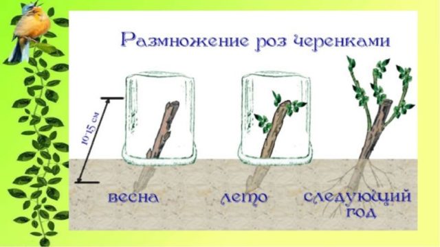 Английская парковая роза Jude the Obscure (Джуд зе Обскур)