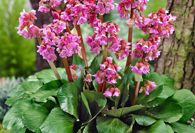 Бадан Bressingham White (Брессингем Вайт), Ruby (Руби)