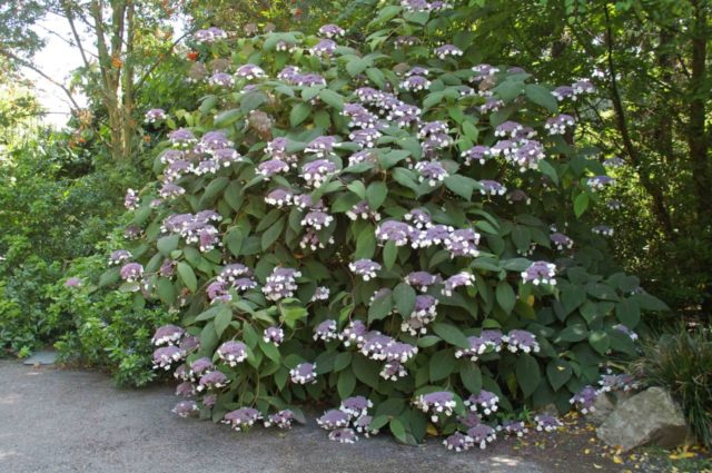 Гортензия шершавая Sargentiana (Саржента): описание, посадка и уход