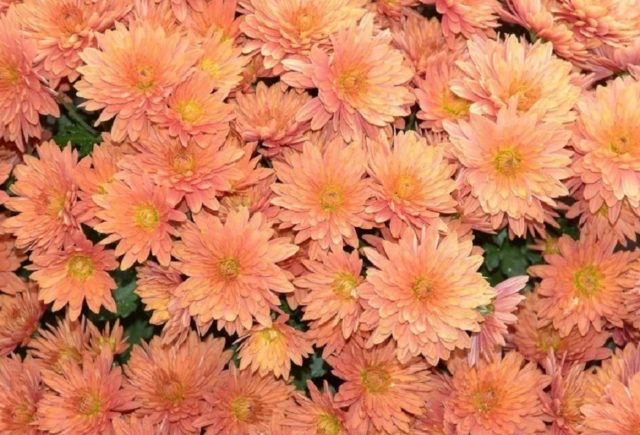 Ромашковые хризантемы: как называются, лучшие сорта, фото цветов