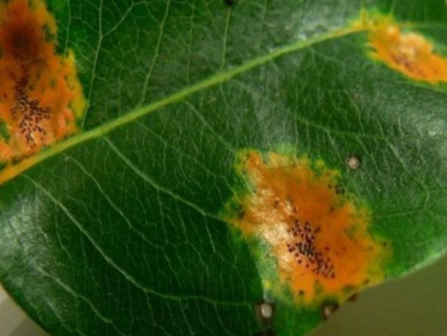 Кларкия: описание, посадка и уход, фото цветов на клумбе