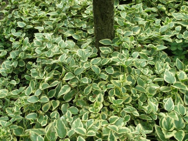 Барвинок крупный (большой): описание, фото Вариегата (Variegata)