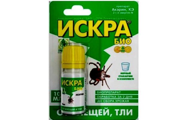 Почему петуния липкая и что делать