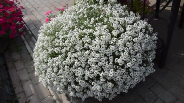 Лобулярия Snow Princess (алиссум Сноу Принцесс): описание сорта, фото