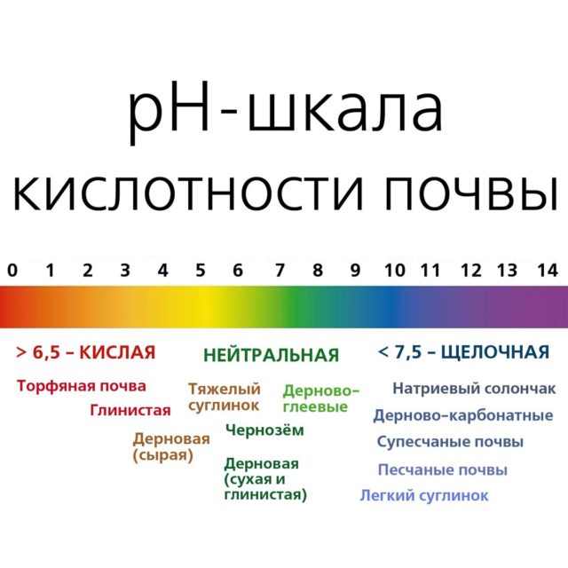 Касатики низкие (ирисы карликовые): сорта с фото и названиями