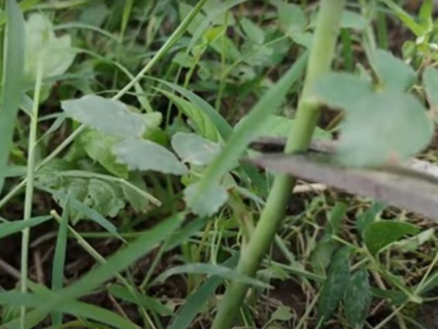 Прививка розы на шиповник: весной, летом, зимой, черенком, видео