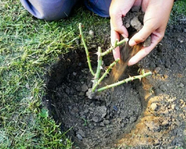 Роза канадская парковая Джон Дэвис (John Davis): фото и описание сорта