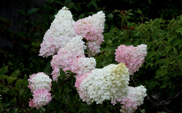 Гортензия метельчатая Strawberry Blossom (Строберри Блоссом)