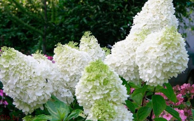 Гортензия Summer Snow (Саммер Сноу): описание, фото, отзывы
