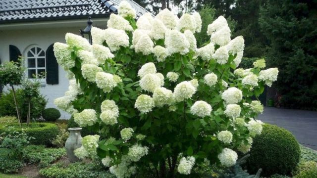 Метельчатая гортензия White Lady (Вайт Леди): описание, фото, отзывы