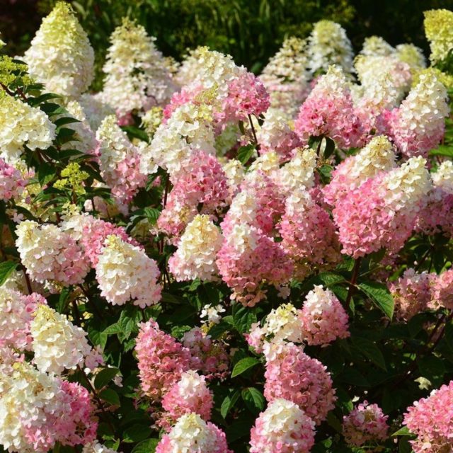 Гортензия метельчатая Strawberry Blossom (Строберри Блоссом)