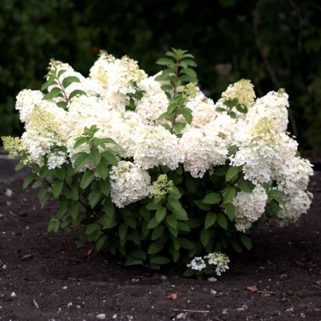 Гортензия Summer Snow (Саммер Сноу): описание, фото, отзывы