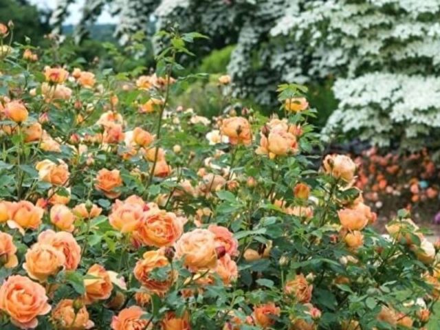 Английская парковая роза Леди оф Шалот (Lady of Shalott): описание и фото