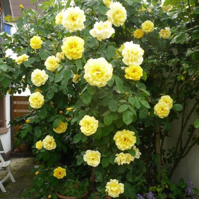 Плетистая роза Golden Perfume (Голден Парфюм): описание и фото, отзывы