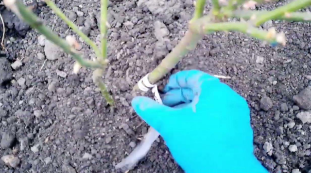 Роза канадская парковая Джон Дэвис (John Davis): фото и описание сорта