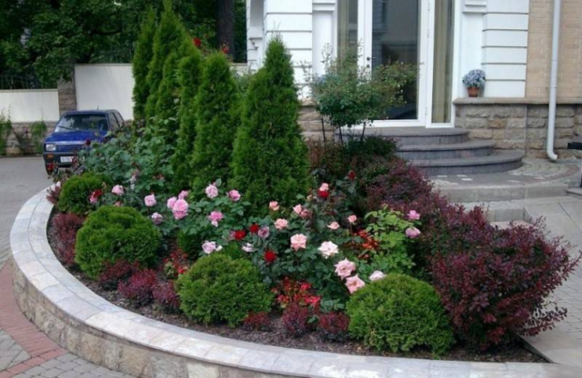Чайно-гибридная роза Bella Vita (Белла Вита): описание и фото, отзывы