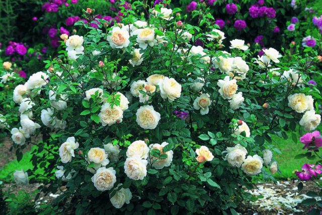 Роза Crocus Rose (Крокус Роуз): описание и фото, отзывы