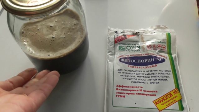 Чем обработать розы от мучнистой росы: осенью, весной, летом