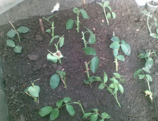 Роза канадская парковая Джон Дэвис (John Davis): фото и описание сорта