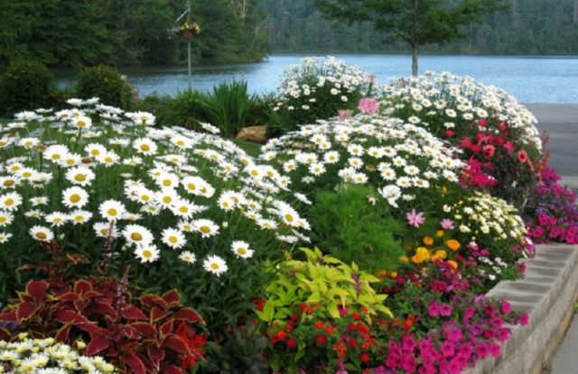 Ромашковые хризантемы: как называются, лучшие сорта, фото цветов