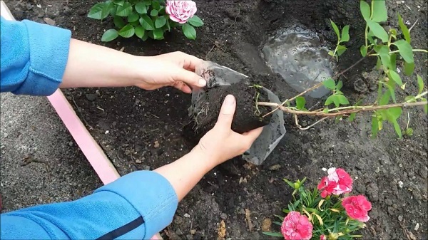 Посадка и уход за чубушником в Сибири и на Урале